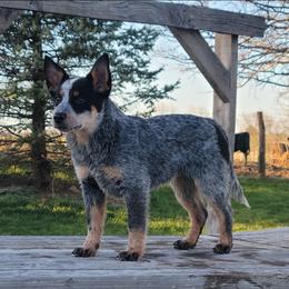 Australian Cattle Dog Puppies from TLC Cattle dogs