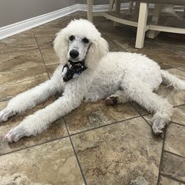 Han Solo - Cream Poodle puppy in Arkansas from Blackwood Poodles