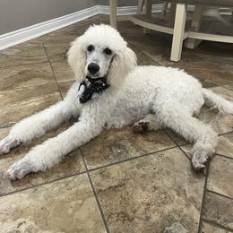 Han Solo - Cream Poodle puppy in Arkansas from Blackwood Poodles