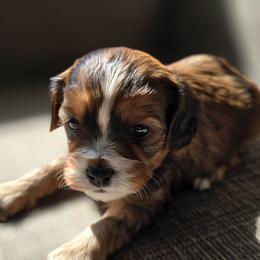 Cavapoo Puppies from Cavapoo Cuddles