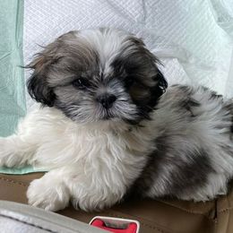 Shih Tzu Puppies from Divine Hill Farm
