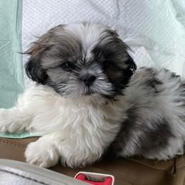 Shih Tzu Puppies from Divine Hill Farm