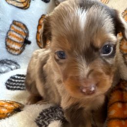 Shadow - Red merle Miniature Australian Shepherd puppy in Riverbank, California from Torres Mini Aussie Dreamz