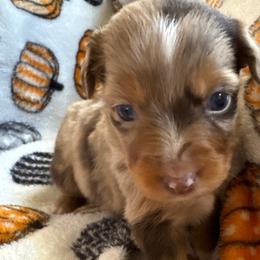 Shadow - Red merle Miniature Australian Shepherd puppy in Riverbank, California from Torres Mini Aussie Dreamz