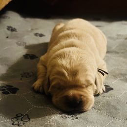 Golden Retriever Puppies from Journeyman Goldens