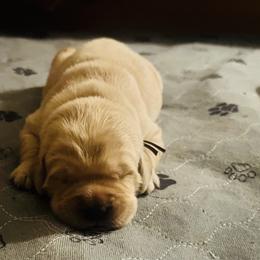 Golden Retriever Puppies from Journeyman Goldens