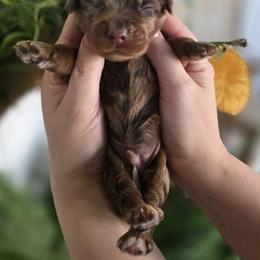 Baileywick - Merle male Goldendoodle puppy in Decatur, Tennessee from Diamond's Doodles