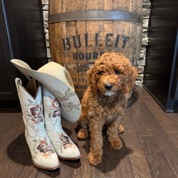 Loretta (Lynn) - Red  female Goldendoodle puppy in Eagleville, Tennessee from Nash Doodles