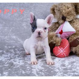 Poppy - White female French Bulldog puppy in Denison, Texas from Lovemyfrenchies – Stoddard Frenchbulldog's
