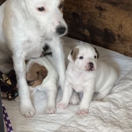 Jack Russell Terrier Puppies from Shavano Creek Jack Russell Terriers, LLC