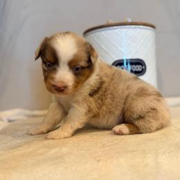 Cruz - Red merle male Miniature Australian Shepherd puppy in North Lakeport, California from Wild Rose Ranch