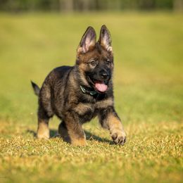 German Shepherd Puppies from Sommerfeld German Shepherds