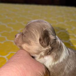 Chase (lavender) runt - Blue and white male Chihuahua puppy in Seneca, Missouri from Stephanie’s Puppy Colony