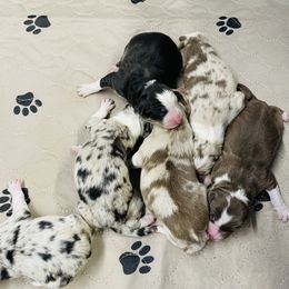 Border Collie Puppies from SoCal Border Collies