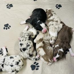 Border Collie Puppies from SoCal Border Collies