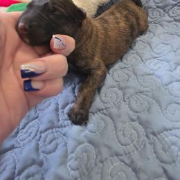 Girl 1 - Sable female German Shepherd puppy in Leon, West Virginia from Heart2Heart Kennels