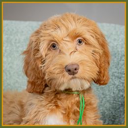 Rita - Red female Cockapoo puppy in Connersville, Indiana from Deaz Doodle Ranch