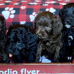 Australian Cobberdog All Grown Up from MountainAyres