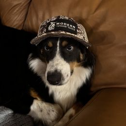 Australian Shepherd Puppies from Westrip Angus & Aussies