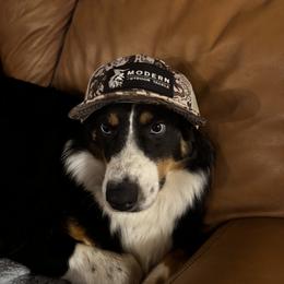 Australian Shepherd Puppies from Westrip Angus & Aussies