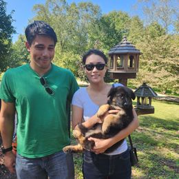 German Shepherd Puppies from Von Hoene Heritage Shepherds