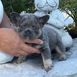 Dalton - Tricolors male French Bulldog puppy in Palm Coast, Florida from Calypso Island French Bulldogs
