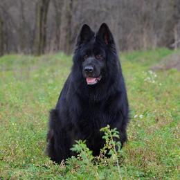 Zoja - German Shepherd