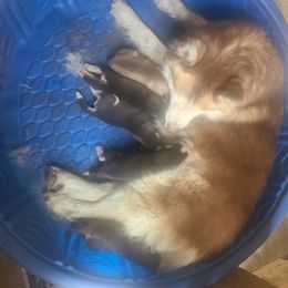 Baby - Siberian Husky