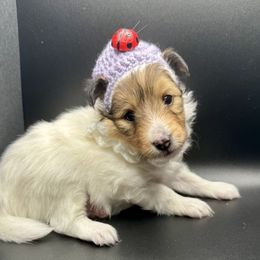 PRINCESS - Sable & white female Toy Shetland Sheepdog puppy in Livonia, Michigan from M7’s Shelties, Toonies & AussieDoodles