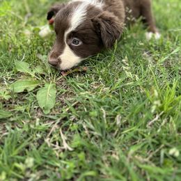 Border Collie and Bordoodle Puppies from Ashtin Mascorro