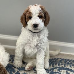 Goldendoodle Puppies from Woodstock Doodles, LLC