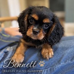 Bennett - Black and tan male Cavalier King Charles Spaniel puppy in Mount Dora, Fl, Florida from Breezy Palms Cavaliers