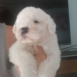 Goldendoodle, Poodle, and Sheepadoodle Puppies from Rising Star Kennels
