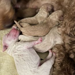Goldendoodle Puppies from Teddy Grace Doodles
