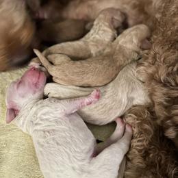 Goldendoodle Puppies from Teddy Grace Doodles