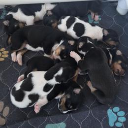Rat Terrier puppies from Far North Rat Terriers
