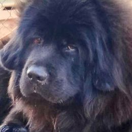 Dorje - Tibetan Mastiff