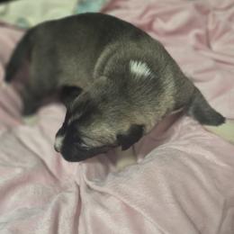Anatolian Shepherd Dog Puppies from Florida Anatolian Shepherds