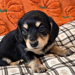 Oakley - Black and cream male Dachshund puppy in Salem, Oregon from Longdox Mini Dachshunds
