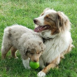 Tara - Australian Shepherd