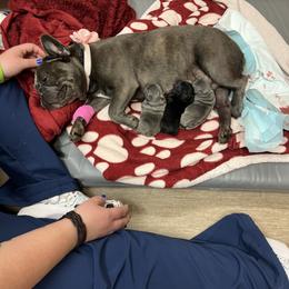 French Bulldog Puppies from The Frenchie Ravine Connection LLC