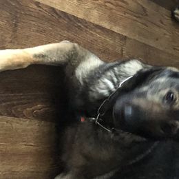 German Shepherds from Von Der Heil