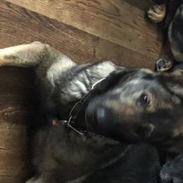 German Shepherds from Von Der Heil