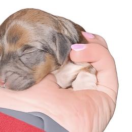 Rocky - Wild  boar and tan male Dachshund puppy in Wellford, South Carolina from Crowder Doxies