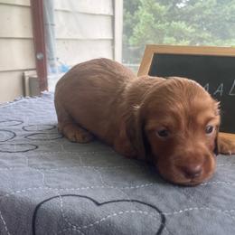 Mandy - Cream female Dachshund puppy in Sharon Springs, New York from Show Us The Way Homestead