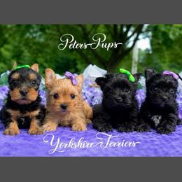 Raspberry - Gold female Yorkshire Terrier puppy in Hertford, North Carolina from Peters Pups AKC Yorkshire Terriers