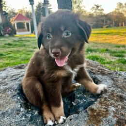 Scarlet - Red tri-color female Australian Shepherd puppy in Mocksville, North Carolina from Trailblazing Aussies