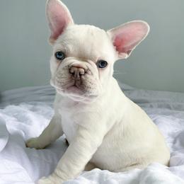 French Bulldog Puppies from Cream of the Crop Frenchies