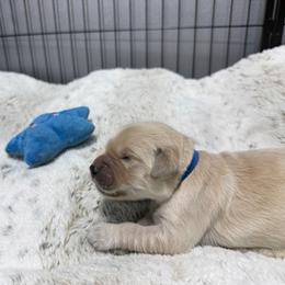 Blue Collar - Orion - Light golden male Golden Retriever puppy in Evansville, Wyoming from Pura Vida Golden Retrievers