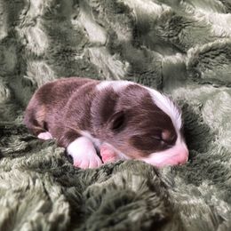 Australian Shepherd Puppies from Burdock Hill Australian Shepards